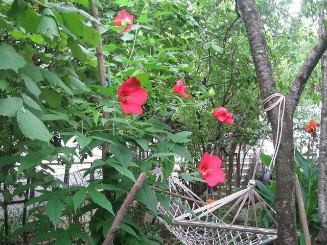 Хостелы Hostel Temuri Кутаиси-7